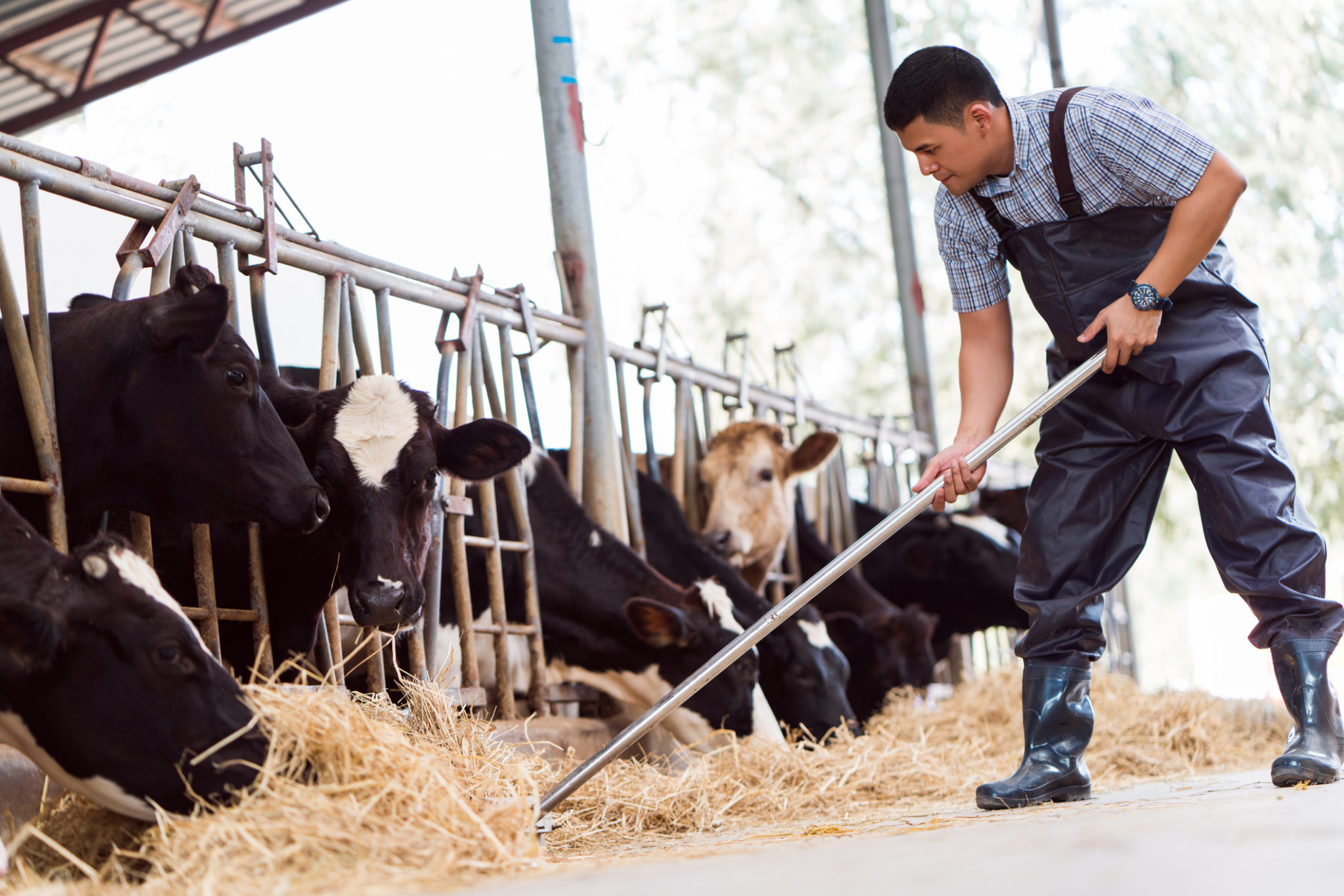 Washington dairy workers granted overtime pay, paving the way for