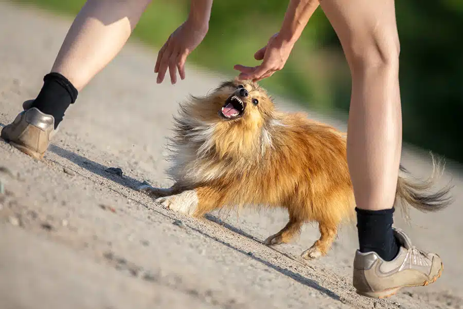 Small dog trying to bite a runner