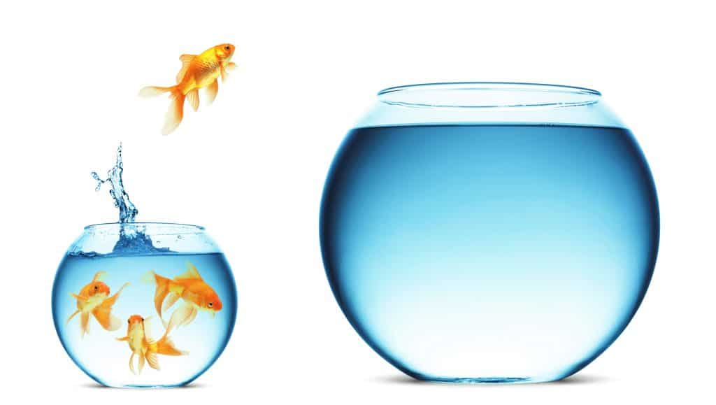 goldfish jumping out of a small bowl into a larger one